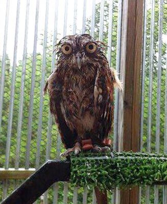 🦉Serene on Twitter: "I am now obsessed with wet owls… " Wet Owl, Owl Funny, Funny Cute Pictures, What A Wonderful Life, Funniest Animals, Wise Old Owl, Animal Magnetism, Clean Funny, Add Humor