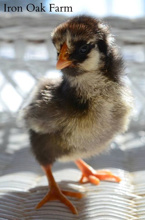 Gold laced wyandotte chickie <3 Gold Laced Wyandotte, Laced Wyandotte, Birds, Animals, Gold