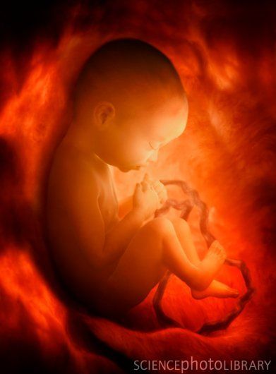 Human foetus in the womb, computer artwork. This foetus is at full term, and is ready to be born. It is surrounded by amniotic fluid contained within the amniotic sac and is connected by the umbili… Baby In Womb, Jellyfish Pictures, Birth Art, Pregnancy Art, Belly Painting, Life Is Precious, Prophetic Art, Psalm 139, Canvas Paintings