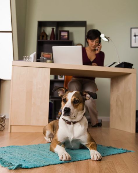 Working from home with your dog certainly comes with benefits but can make it difficult to focus. Here are some tips on how to stay productive while working from home with your dogs. Business Photoshoot, Stay Productive, Dog Branding, Work Motivation, Guide Dog, Pet Day, Dog Training Collar, Dog Activities, Sleeping Dogs