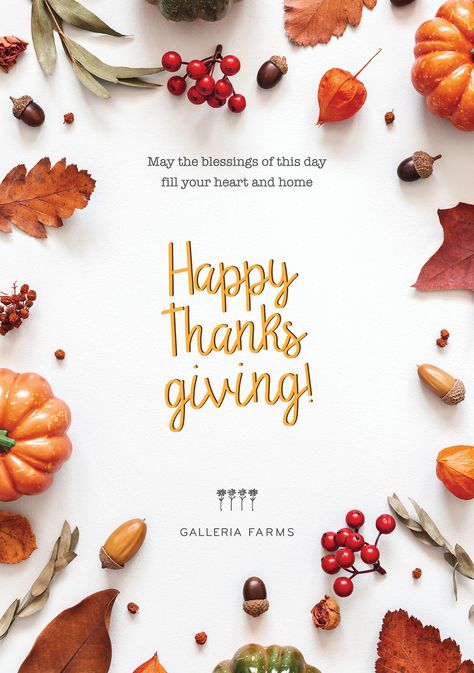 Happy Thanksgiving from all of us at Galleria Farms! 🧡 💛🍂 🍁 Happy Thanksgiving Business Post, Orange Quotes, Food Content, Thanksgiving Design, Thanksgiving Cards, Content Ideas, All Of Us, Happy Thanksgiving, Gratitude