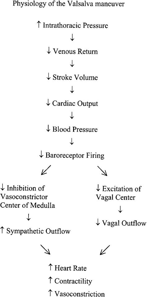 Paramedic Study, Body Knowledge, Valsalva Maneuver, Cardiac Sonography, Cardiology Nursing, Nurse Teaching, Nursing School Essential, Medicine Notes, Medical School Life