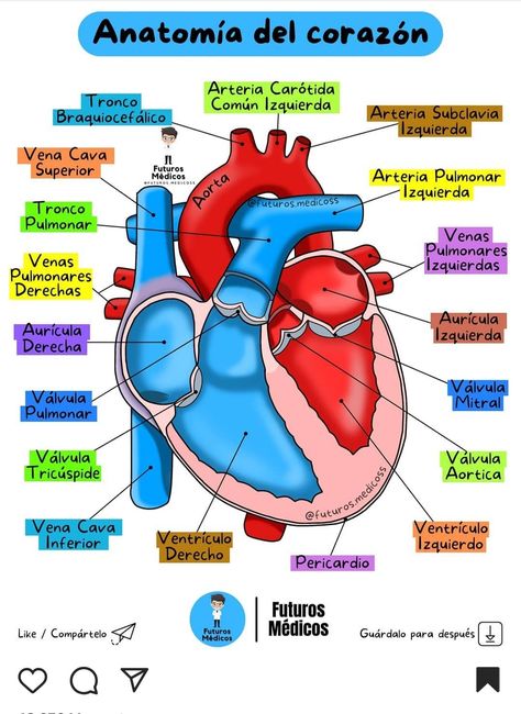 Nursing School Studying Cheat Sheets, Nursing Labs, Teach English To Kids, Anatomy Bones, Nurse Party, Nursing Study Guide, Medicine Notes, Vet Medicine, Medical Wallpaper