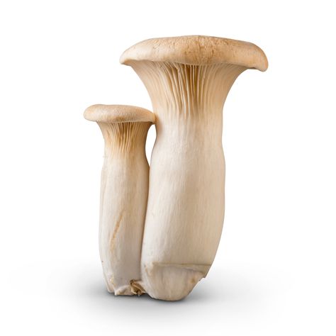 Trumpet Mushroom, Cool Mushrooms, Mushroom Pics, Trumpet Mushrooms, Mushrooms Edible, Mushroom Carving, Edible Wild Mushrooms, Fantastic Fungi, King Oyster