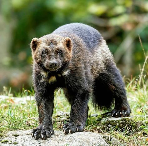 Alberta Wolverine Bald Eagle Images, Alaska Animals, Wolverine Animal, Wild Animals Photography, Eagle Images, The Wolverine, Study Project, Aries Tattoo, Animal Guides