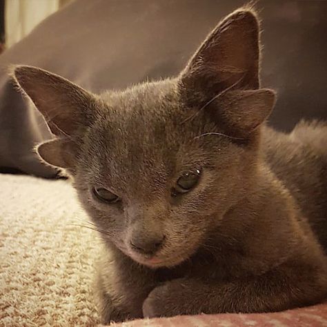 Russian Cat, Grey Kitten, Cat Stories, Kitten Rescue, Alley Cat, Marvel Films, Russian Blue, Cat Adoption, Buy A Cat