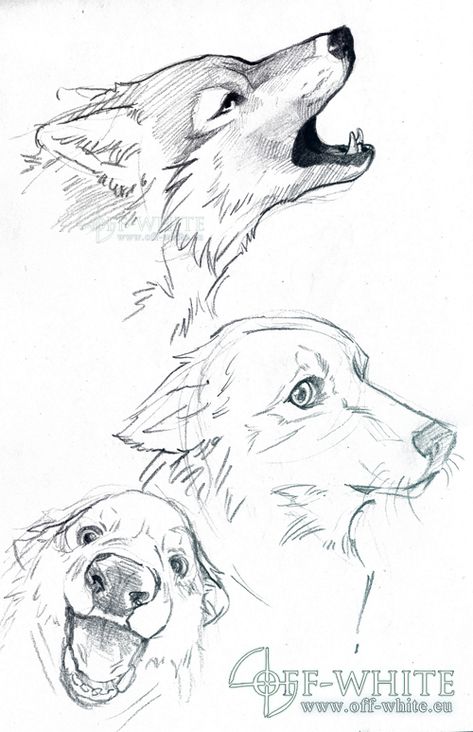 Wolf Side Profile Drawing, Wolf Reference Drawing, Wolf Drawing Sketch, Wolf Drawing Reference, How To Draw Wolf, Wolf Sketches, Wolf Drawings, Wolf Sketch, Animal Sketch