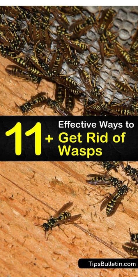 Diy Wasp And Hornet Trap, Kill Wasps How To Get Rid, Wasp Trap Diy, Killing Wasps, Fake Wasp Nest, Wasp Deterrent, Red Wasps, Wasp Repellent, Get Rid Of Wasps