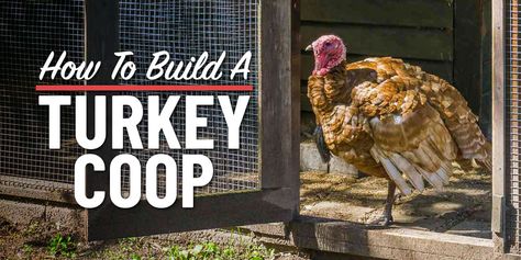 How To Build A Turkey Coop: A Step-By-Step Guide - The Tiny Life Turkey Coop Diy, Turkey Roost Ideas, Turkey Coop Ideas, Turkey Coop Ideas Buildings, Turkey Coop, Build A Turkey, Pet Turkey, Coop Ideas, Tiny House Builders