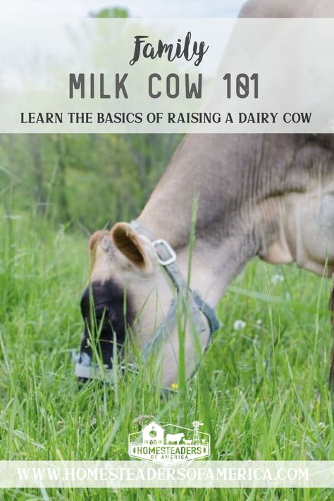 Family Milk Cow 101- All about raising a dairy cow on the homestead #homesteading #cow #familycow #rawmilk #dairycow #smallfarm Cow Farm Design, Family Milk Cow, Dairy Cow Breeds, Raising Cows, Milking Cow, Cow Breeds, Family Cow, Cow Barn, Animal Farming