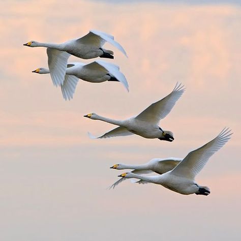 Flying Goose, Migrating Birds, Snow Goose, Bird Migration, Oceanography, Look At The Sky, Bird Artwork, Flying Geese, Animal Totems