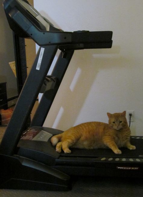 Cat Working Out At Gym, Cat On Treadmill, Hard Images, Cat References, Cat Gym, Cat Work, Cat Reference, Cat Help, Fat Cat