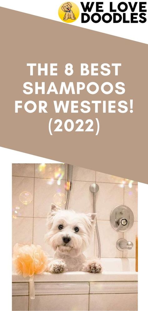 West Highland White Terrier Grooming, Re Parenting, Best Shampoo, Dog Grooming Tips, Dog Haircuts, Highland Terrier, Love Doodles, Grooming Tips, Staring At You