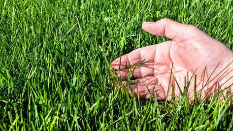 5 ways to improve your soil for a healthier lawn | Tom's Guide Fescue Grass Seed, Tall Fescue Grass, Peace Lily Flower, Diy Fertilizer, Fescue Grass, Tall Fescue, Planting Grass, Lawn Fertilizer, Aerate Lawn