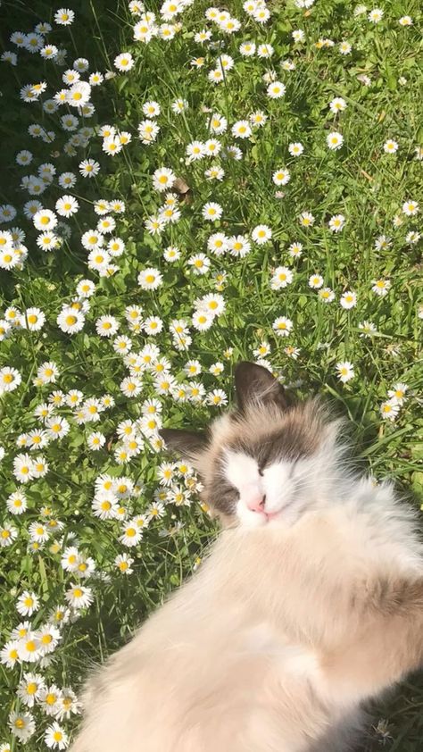 Cute Cats Wallpaper Aesthetic, Cute Wallpapers Aesthetic Cat, Cat With Flowers Aesthetic, Dandelion Flower Aesthetic, Cute Cat Wallpaper Aesthetic, Dandelions Aesthetic, Wallpaper Iphone Cat, Cats In Flowers, Dandelion Aesthetic