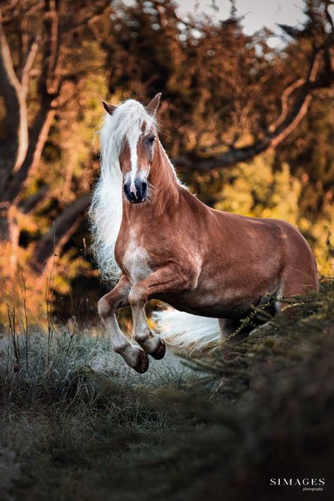 Pictures Of Horses, Haflinger Horse, Beautiful Horses Photography, Horse Pics, Cute Horse Pictures, Beautiful Horse Pictures, Horse Wallpaper, Horse Aesthetic, Most Beautiful Horses