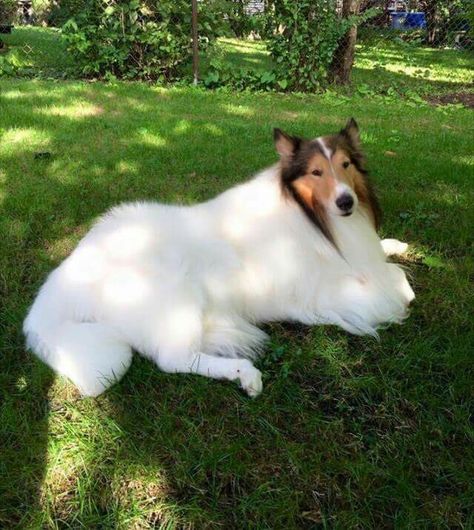 Sable headed white Rough Collie - Beautiful! Sheepdog Tattoo, Rough Collie Painting, White Rough Collie, Rough Collie Aesthetic, Smooth Coated Collie, Border Collie Herding Sheep, Shetland Sheepdog Puppies, Shetland Sheepdog Blue Merle, Dog Dna Test