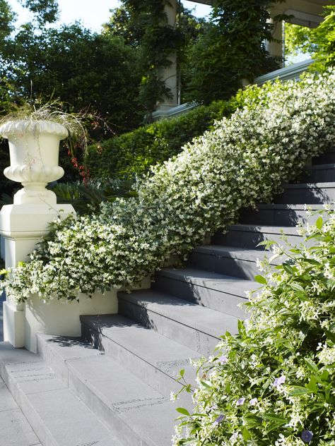 Jasmine Landscaping, Jasmine Ground Cover, Gardening Shed, Trellis Wall, Terraced Gardens, Trachelospermum Jasminoides, Shed Garden, Up Stairs, Beautiful Stairs