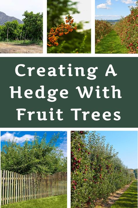 Creating a well-thought-out design for your tree fence is key to its success. Ensure you have a solid support system in place to encourage healthy growth. Remember, it may take some time for espalier fruit trees to become fully established, so patience is key. Make sure you have all the essential tools and materials ready before beginning this exciting project. Fruit Tree Hedge Living Fence, Fig Tree Espalier, Fruit Tree Hedge, Tree Hedge, Espalier Fruit Trees, Tree Fence, Fruit Bearing Trees, Living Fence, Yucca Plant