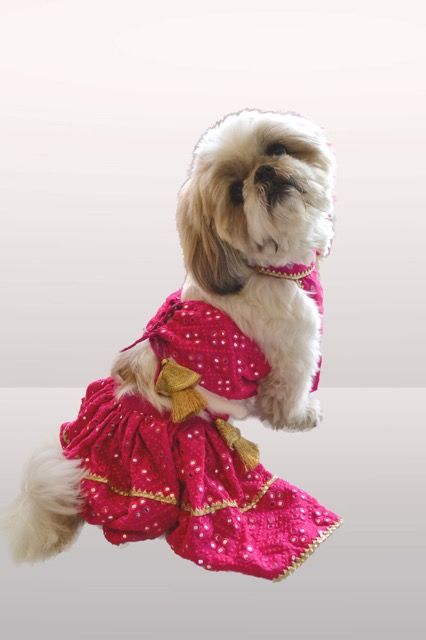 Be it a family wedding, Diwali, Lohri or any other Indian festivities, including your pets in the celebration makes it a thousand times more fun and special. But while you’re out for shopping for that perfect lehnga, getting in multiple trials and clicking a million pictures to look your best, you shouldn’t expect your fur baby to show up in a collar. Dog Fashion Clothes, Diwali Dresses, Desi Fits, Dog Fashion, Dog Blog, Family Wedding, Traditional Wear, Look Your Best, Show Up