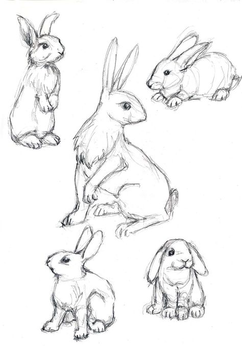 Mechanical pencil on Newsprint Sitting Rabbit Illustration, Rabbit Art Reference, Bunny Art Reference, Bunny Sitting Drawing, Rabbit Anatomy Drawing, Bunny Anatomy Drawing, Hare Drawing Reference, Rabbit Reference Drawing, Bunny Drawing Reference