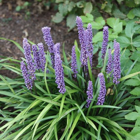 Rose Combinations, Liriope Muscari Big Blue, Autumn Flowering Plants, Lily Turf, Liriope Muscari, Edging Plants, Holly Tree, Companion Plants, Terracotta Pot