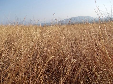 Do you have emotionally dry periods? Dry Aesthetic, Dry Field, Epic Poetry, Hiroshima Nagasaki, Field Aesthetic, Grass Hay, Cowboy Aesthetic, Wicked Witch Of The West, Grassy Field