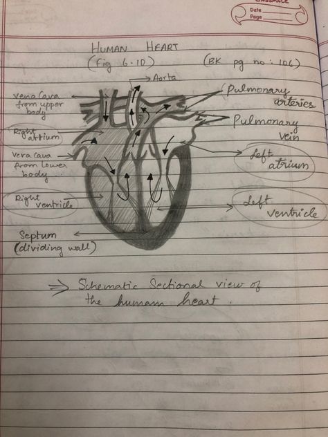 Heart Diagram Class 10, Neet Notes, Heart Diagram, The Human Heart, Hair Style Korea, Medical School Essentials, Heart Drawing, Health Knowledge, Watercolor Art Lessons