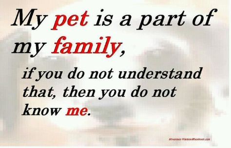 That even includes my horses, certain baby calves that I have bottle fed and all my barn cats. Dog Rules, My Pet, Animal Quotes, Sweet Animals, Dog Quotes, Family Quotes, I Love Dogs, Dog Life, Pitbull