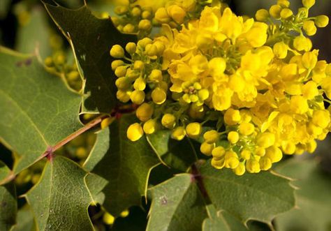 Creeping Mahonia, Garden Retreat Ideas, Edible Berries, Best Companion Plants, Landscape Planning, Midwest Region, Broadleaf Evergreen, Oregon Grape, Fragrant Garden