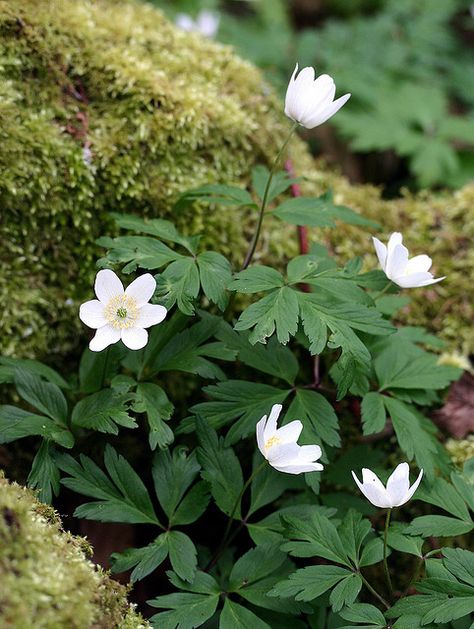 Wood Anemones and Moss | Flickr - Photo Sharing! Anemone Flowers, White Anenome Flower, Anemone Wild Swan, Japanese Anemone White, Woodland Anemone, Wood Anemone, Woodland Plants, Woodland Flowers, Native Plant Gardening