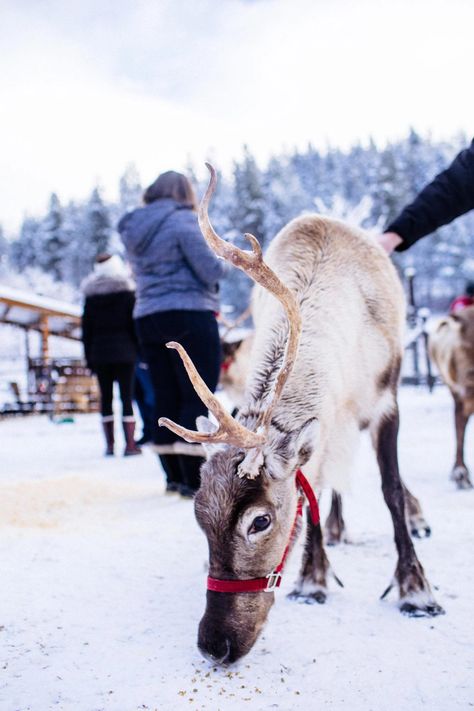 Pet Reindeer, Reindeer Farm, Reindeer Photo, Leavenworth Washington, Santa's Reindeer, Meet Santa, Nordic Christmas, Sleigh Ride, Santa And Reindeer