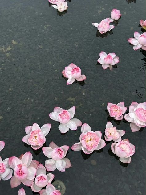 Bright Pink Flowers Aesthetic, Pink Flowers Aesthetic, Bright Pink Flowers, Pink Jasmine, Red Lotus, Pink Nature, Jasmine Flower, Wallpaper Laptop, Flowers Aesthetic