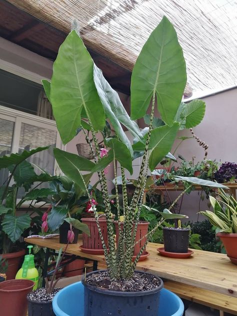 Alocasia Zebrina, Succulent Planters, Indoor Jungle, Unusual Plants, Plant Aesthetic, Witchy Things, House Plants Decor, Pretty Plants, Foliage Plants