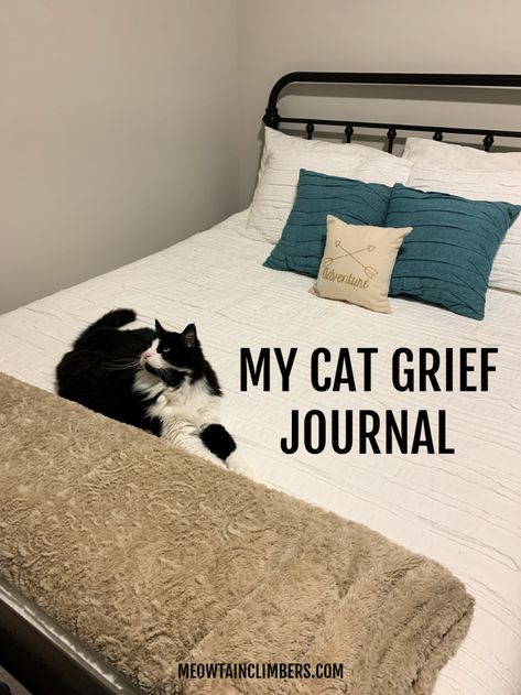 Loss Of Pet Cat, Losing A Cat Quotes Comforting Words, When You Lose A Pet Cat, I Miss My Cat Pet Loss, How To Cope With Loss Of Cat, Pet Loss Cat, Cat Sitter, Cat Loss, Low Intensity Workout