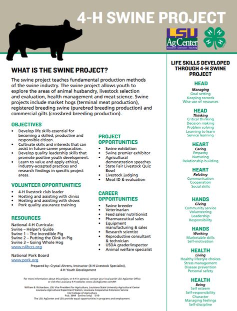 Show Pigs Tips, 4h Animals, 4h Livestock, 4-h Poster Ideas, Showing Pigs, Show Pigs, Livestock Quotes, Livestock Judging, Hog Farm