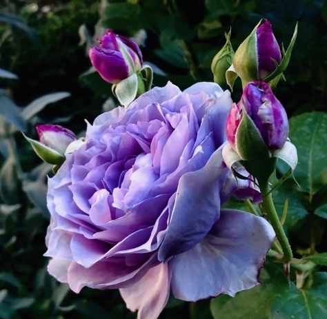 Violet Rose, Violet Roses, Rose Seeds, Rose Violette, Love Rose, Beautiful Rose Flowers, Flowers Photography, Plant Life, Amazing Nature