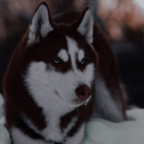 Red Husky Aesthetic, Aesthetic Husky, Husky Aesthetic, Siberian Wolf, Red Husky, Gift For Your Boyfriend, Cute Husky, Husky Lover, Siberian Huskies