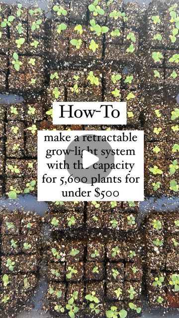 nikki - flower farmer on Instagram: "Make a retractable grow light system, with the capacity to start 5,600 plants, for under $500!

Because your plants will want the grow lights at different heights based on how small or big they are, you need an easy way to adjust your lights! We came up with this solution because we didn’t want to fuss over individually raising or lowering the lights on each shelf, and we wanted them to all be at the same level. 

Here’s a quick cost breakdown, assuming you do four shelves!

Boards: $0 (we had some old wood lying around and just cut them into 2 foot by 2.5 inch pieces - you need 2 per shelf)

LED Grow Lights: $264/12 (we got ours on Amazon for more than this, but they’re on sale right now at @barrina_us for $99USD/6 pack! You need 3 (or 4) per shelf. Th Grow Lights Diy, Light System, Flower Farmer, Food Forest, Grow Light, Led Grow, Led Grow Lights, Grow Lights, Old Wood