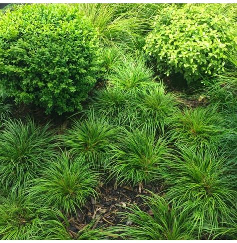 Pittosporum Nana, Variegated Pittosporum Landscape, Pittosporum Elizabeth, Pittosporum Tom Thumb, Japanese Pittosporum, Pittosporum Tobira Nanum, Pittosporum Tobira, Plant Combinations, Yard Landscaping