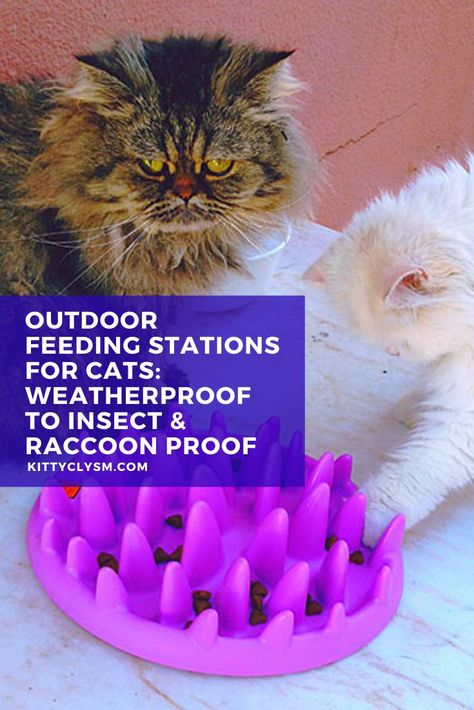 There are a lot of things to consider when it comes to creating ideal feeding stations for outdoor cats. Not only is it tricky making sure food bowls stay clean and dry when bad weather hits, it's also incredibly tricky at times protecting cat food from pests like ants and other insects as well as raccoons, birds, and other larger animals that may … Outdoor Feeding Station For Cats, Covered Outdoor Cat Feeding Station, Herbs Safe For Cats, Foods Safe For Cats, Ant Proof Cat Bowl, Cat Feeding Station, Cat Food Dish, Cat Problems, Best Cat Food