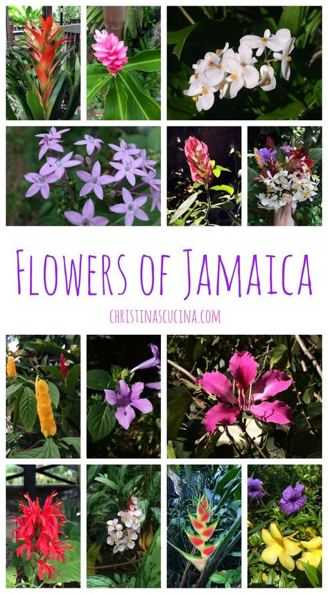 Flowers of Jamaica are reason enough to travel there, but this includes a recipe for Jamaican Jerk Chicken! Jamaican Flowers Wedding, Jamaican Flower Tattoo, Lignum Vitae Tattoo, Jamaica Flowers, Jamaica Tattoo Ideas, Jamaican Garden, Authentic Jerk Chicken Recipe, Jamaican Flowers, Authentic Jerk Chicken