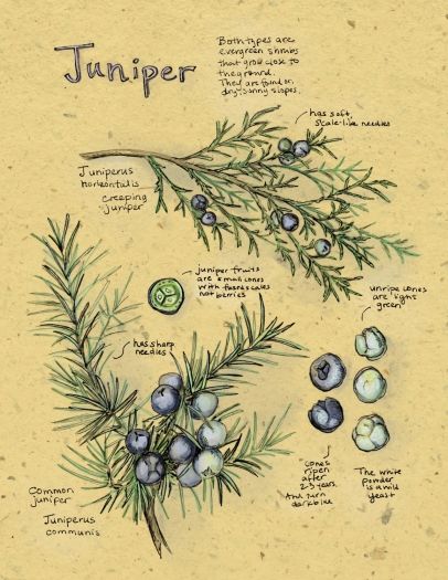 All About Juniper By Kristin Link Photography by Kristin Link Soup Tattoo, Evergreen Logo, Juniper Flower, Plant Diagram, Juniper Plant, Nature Studies, Juniper Tree, Garden Tattoos, Juniper Berries