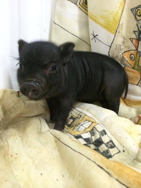 black piglet Black Piglet, Black Pigs, Pig Showing, Black Pig, Teacup Pigs, Pot Belly Pigs, Cute Piglets, Really Cute Puppies, Showing Livestock