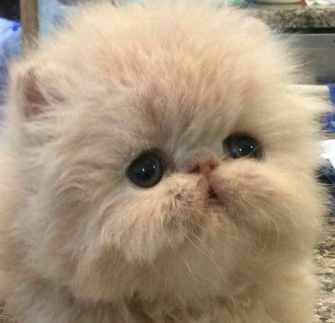 Aww cute baby Funniest Cat, Persian Kitten, Persian Cats, Persian Kittens, Exotic Shorthair, Kittens And Puppies, Cute Cartoon Animals, Persian Cat, Cute Cats And Kittens