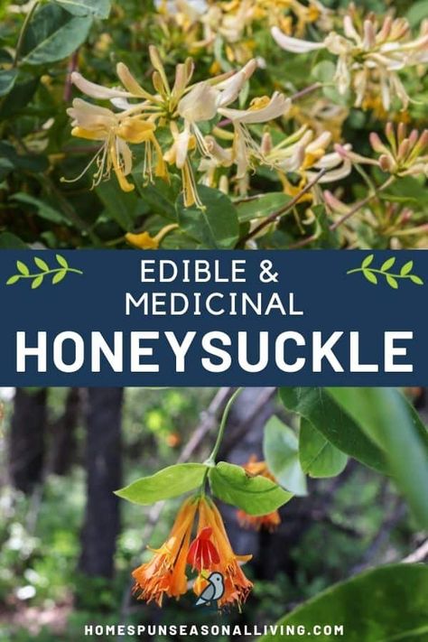 Honeysuckle is an edible and medicinal wildflower. Learn how to make the most of it with the recipes and tips on our blog. Eatable Plants, Honey Suckles, Medicinal Recipes, Medicinal Flowers, Honeysuckle Plant, Home Apothecary, Medicinal Wild Plants, Medicinal Weeds, Flower Recipes