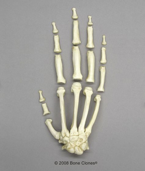 The hand of a chimpanzee: skeleton. Hand Bone Structure, Pregnancy Gender Prediction, Ulna Bone, Human Body Muscles, Radius And Ulna, Female Skeleton, Human Anatomy For Artists, Hand Lines, Anatomy For Artists