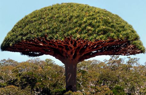 A VERY STRANGE ISLAND! This place is just incredible. It’s like a place where time forgot. I hope it remains this way for centuries to come. It is like being on a different planet …. Th… Dracaena Cinnabari, Dragon Blood Tree, Tattoo Plant, Socotra, Dragon Tree, Tree Sap, Palawan, Dragons Blood, Plant Species