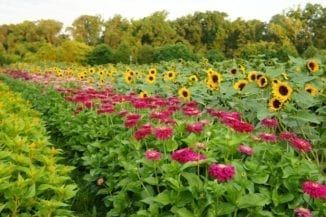 Flower Farming, Cut Flower Farm, Survival Garden, Grow Flowers, Farming Business, Flower Truck, Survival Gardening, Sunflower Garden, Flower Farmer