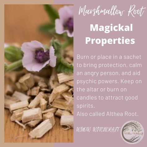 Willow Witchcraft Marshmallow Root Witchcraft, Licorice Root Magical Properties, Licorice Root Witchcraft, Marshmallow Root Magical Properties, Magickal Plants, Marshmallow Herb, Witchy Plants, Marshmallow Plant, Spiritual Herbs